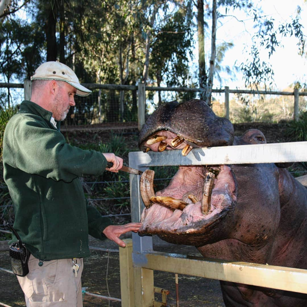 タロンガ動物園さんのインスタグラム写真 - (タロンガ動物園Instagram)「For as long as Anthony remembers his teenage years consisted of helping his father with Taronga Zoo’s food and manure runs. Anthony jumped at every opportunity to learn and grow as a zookeeper. His career of Zoo Keeping began at Taronga Zoo Sydney, then at Taronga Western Plains Zoo in Dubbo, before working abroad in England and Ireland.  Anthony has over 35 years’ experience and shares his great love for ungulates as Senior Keeper at Taronga Western Plains Zoo – specialising his skills sets in Hippopotamus dentistry that continues to amaze guests!  That long car ride home is sorted thanks Taronga Zoo’s 15th Episode of Taronga Talks! Tune in now via the link in our bio and listen to another incredible story from a member of Taronga’s family.  #ForTheWild #TarongaZoo #TarongaTalks」6月26日 15時46分 - tarongazoo