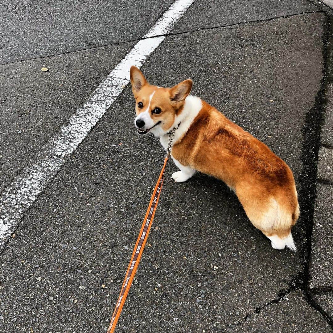 IMALUさんのインスタグラム写真 - (IMALUInstagram)「朝帰りの酔っ払いを(心の中で)見下している女 #corgi #コーギー」6月26日 15時48分 - imalu_0919