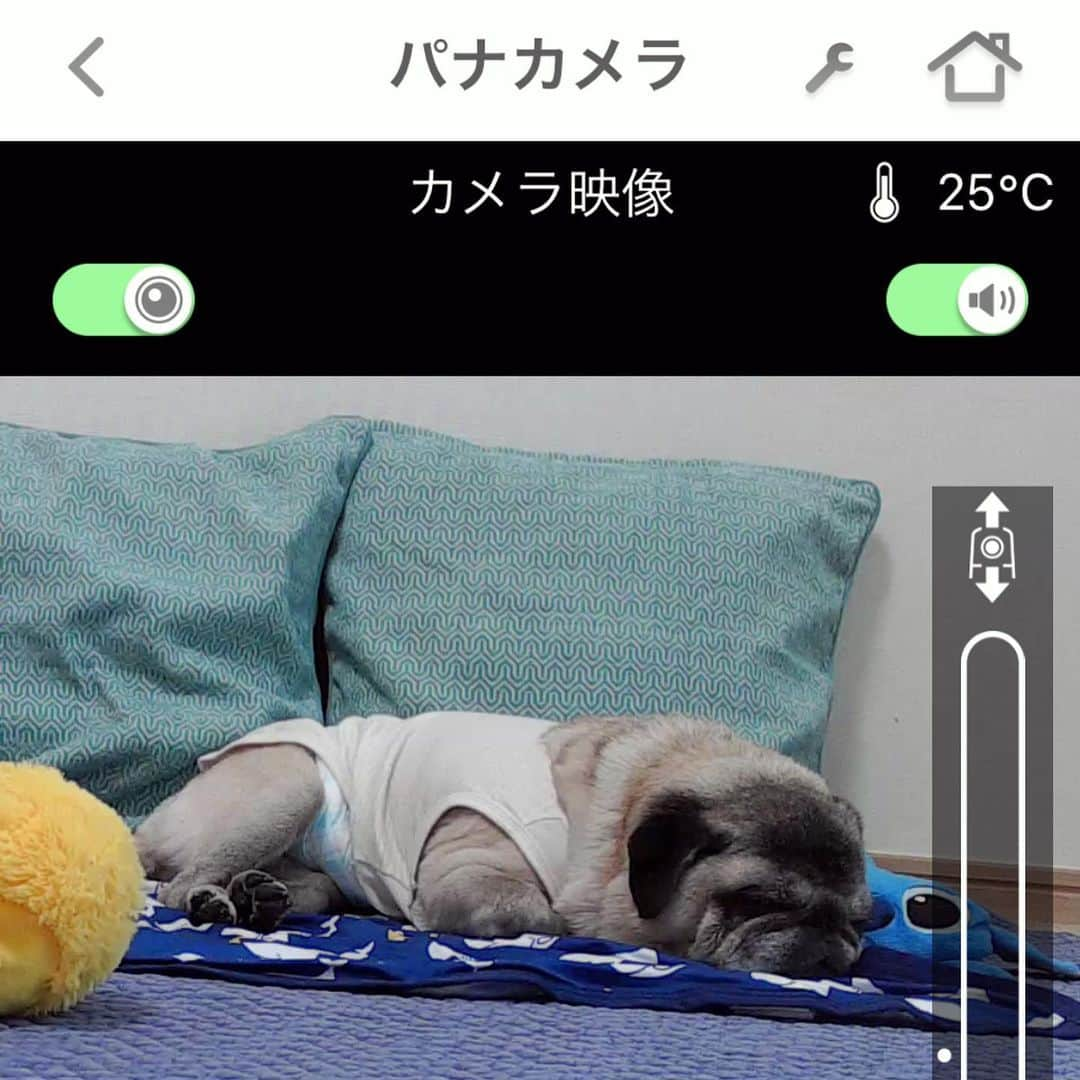 八兵衛さんのインスタグラム写真 - (八兵衛Instagram)「パナソニックHDペットカメラを 使わせていただいています🐶 * * HDペットカメラの特徴は 💠カメラの画質が200万画素で綺麗✨ * 💠温度センサーが付いていて、 設定した温度を越えると通知が来ます。 これからの暑い夏に安心☀️😊 * 💠360度追尾してくれます🐕 いろんなところで休むコもカメラで 探せて安心☺️ * * * * ①コンパクトで置き場所に困らないサイズ。 中央に動作検知センサー、上部の小さな丸部分(左右に各一個)に赤外線センサー、2種類のセンサーでペットの動きを検出した方向にカメラが自動的に向くよ👍 ②(スマホでスクショ)スマホ画面で 温度チェックできるよ。 ③ペットカメラで撮影もできるよ。画質綺麗です✨暴れたあとだね😂 ④設定した温度を越えるとスマホに通知が来るよ👍(→通知が来たら外出先からスマホのアプリで室温と八兵衛の様子をチェック🤗) * * * 🐖１か月ほど使ってみての感想です🐖 機械オンチの飼い主ですが 操作簡単で反応が良くて使いやすい✨ 暑い日が続いていますが 温度センサーで見守ることができるのが助かります☀️ 熱中症の予防ができるので安心です👍 そしてやっぱり360度探せるのは 大移動するべえさんの姿、体調を確認できるので安心ですね‼️ * * * シニアで体調にも波があるときがあるので、 変な咳をしていないか、とか 顔を掻きむしってないか、とか  気になりカメラで確認すると すーぴー寝ている、大抵😂(②③) いや！元気なのを確認できるのは とっても大事よね😚💕 * * * #パナソニック #panasonic #HDペットカメラ #カメラで温度見守り #カメラで熱中症予防 * * #ほぼ黒パグ #おじいちゃん犬 #パグ #pug #puggy #puglife #puglove #petstagram #pugstagram #pugsofinstagram #pugs #dog #ふわもこ部  @igersjp #IGersJP #east_dog_japan #pecoイヌ部 #八兵衛 #はちべえ #朝ワンコ夕ニャンコ」6月26日 15時53分 - huxxi