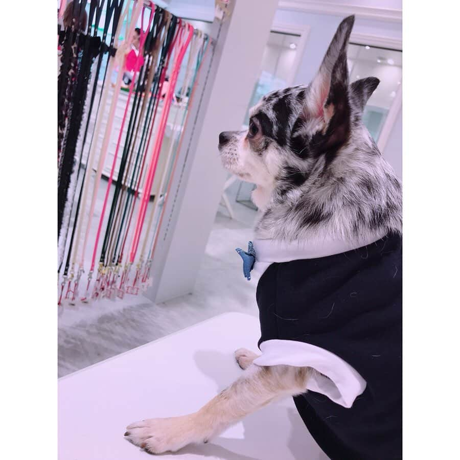 有明ゆなさんのインスタグラム写真 - (有明ゆなInstagram)「表参道ヒルズに入ってる ドッグサロン 「Chuck’s TOKYO Salon」 @chucks.tokyo に行ってきたの♡ 看板犬モデルのチャックくん  @chuck.chihuahua  めっちゃ大人しくて可愛かった☺︎ しっかり店内を見つめてる姿は 店員さんみたいだった！ さすが看板犬のチャックくん！ . 店内には 人間が食べられる食材でのみ製造した ナチュラルフード、クッキー、 ジャーキー などが並んでいたり！ 可愛い、カッコイイお洋服がたくさん♡ . ゆなちも愛犬たちに最高級ケアグッズを使用した スペシャルトリミングさせたい♪ . . . . .  #チャックストウキョウ #chuckstokyo #表参道ヒルズ #チワワチャック #東京ドッグサロン #表参道ドッグサロン #ドッグサロン #pr #コラボベース」6月26日 16時07分 - ariake_yuna