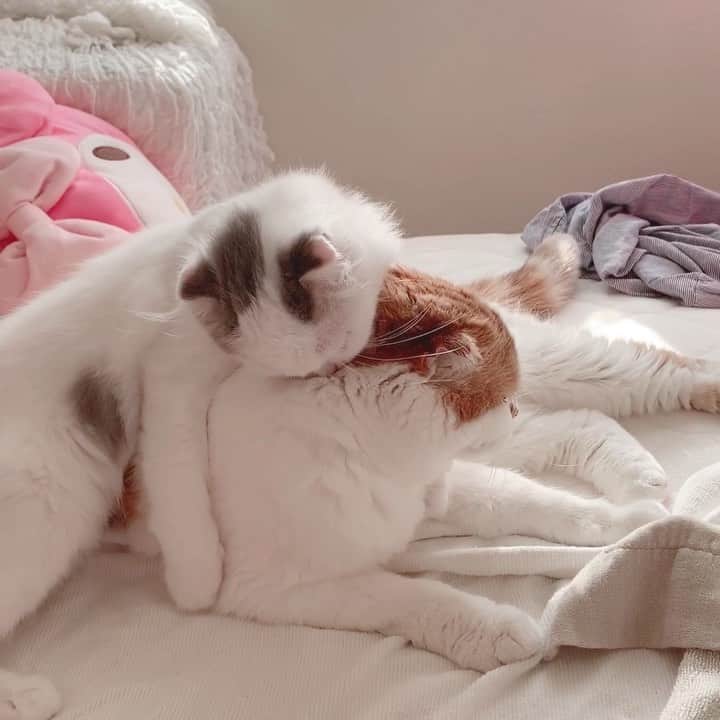 のんたのインスタグラム：「のんちゃんへの愛が爆発しているぱん 今日で生後4ヶ月になりました！ ・ #scottishfold #catstagram_japan #catsofinstagram #cats_of_instagram#catoftheday #purr #ilovemycat #bestmeow #catlover #cutecat #kittensofinstagram #cute #スコティッシュフォールド#スコティッシュフォールドロングヘア#brotherandsister」