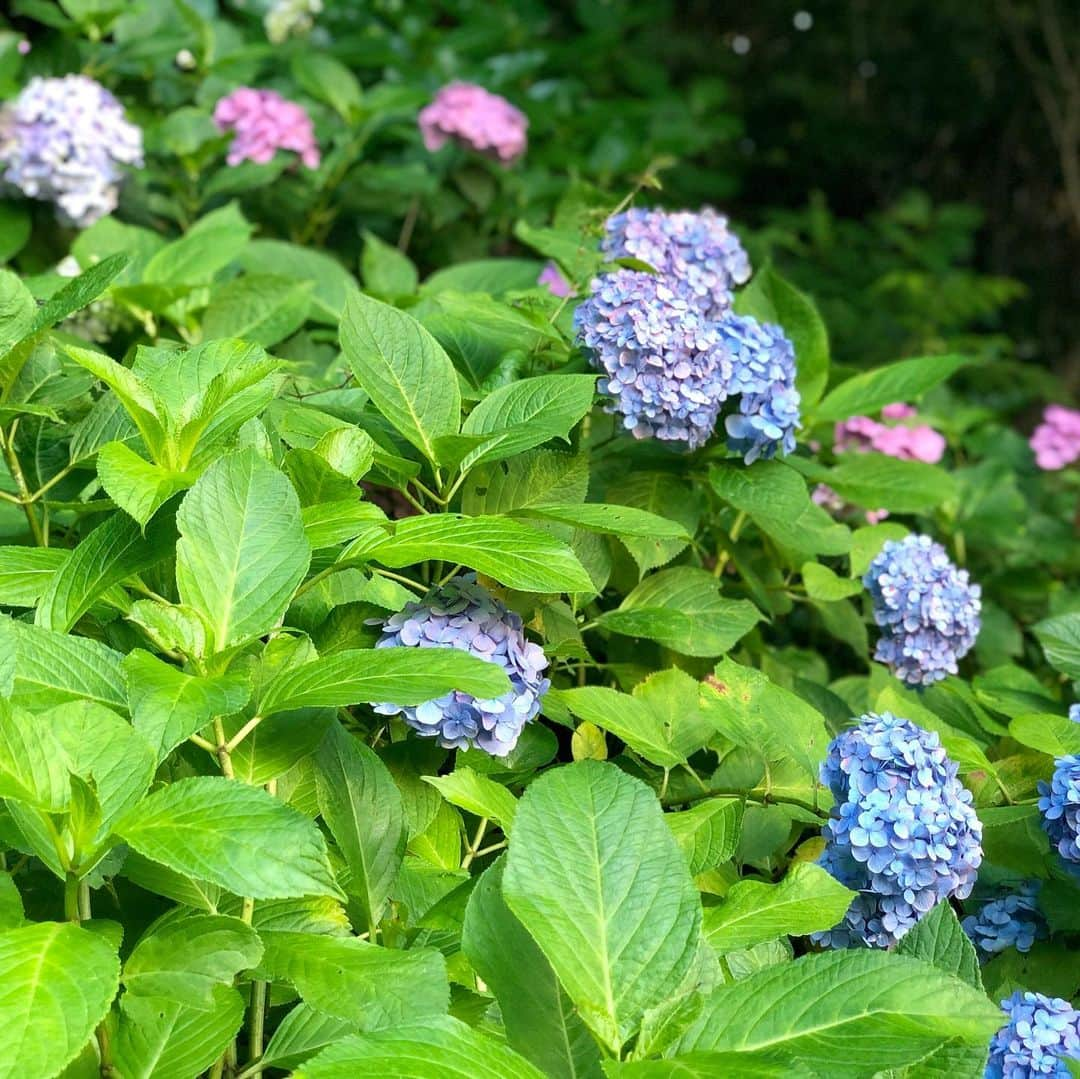 薬丸裕英さんのインスタグラム写真 - (薬丸裕英Instagram)「鎌倉長谷寺！  #鎌倉長谷寺  #長谷寺の紫陽花  #梅雨の晴れ間 #観音様にお参り  #願いが届きますように」6月26日 17時00分 - hirohide.yakumaru