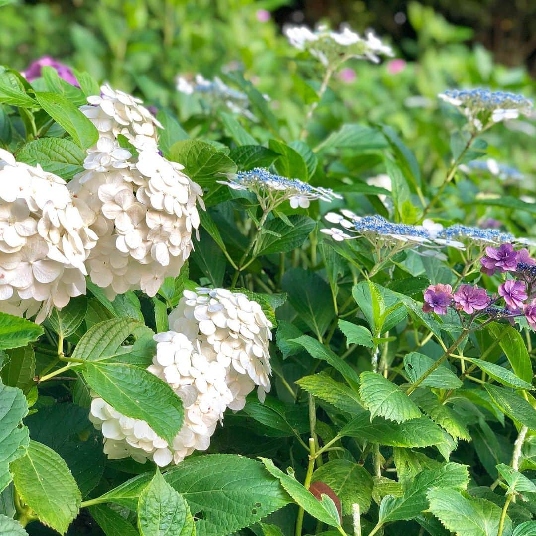 薬丸裕英さんのインスタグラム写真 - (薬丸裕英Instagram)「鎌倉長谷寺！  #鎌倉長谷寺  #長谷寺の紫陽花  #梅雨の晴れ間 #観音様にお参り  #願いが届きますように」6月26日 17時00分 - hirohide.yakumaru