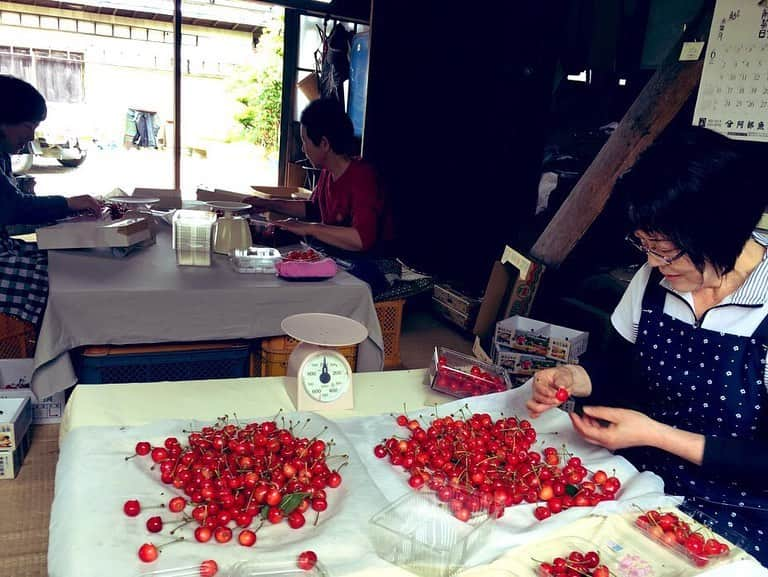 片桐千晶さんのインスタグラム写真 - (片桐千晶Instagram)「⁑ せっかく旬の時期なので、知り合いの農家さんにお邪魔してさくらんぼの箱詰め作業を初体験🍒 傷と色ムラをチェックして、サイズを測ってランク分け。ずーっと座りっぱなしの作業。こりゃ大変だ🤣 . でもお母さんたちと喋りながらだと楽しい✨つられて私もいつもより多めに訛っております😙 . ‪たくさんもらって食べきれないさくらんぼはジャムに。 木べらで混ぜながら弱火でことこと。 砂糖を入れなくても甘くて美味しい😚 ‪. #山形弁 #さくらんぼ #寒河江 #お母さんたちのトークスキルが高い」6月26日 17時10分 - chiaki.katagiri333