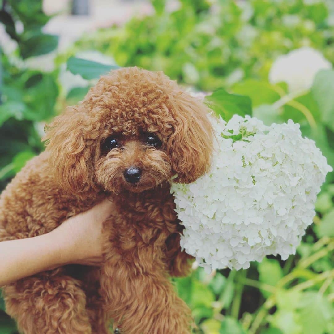 町田亜里香さんのインスタグラム写真 - (町田亜里香Instagram)「祖母の家に咲くあじさい💠 今日は暑かったね☀️ . . #紫陽花 #ティーカッププードル  #ティーカップ  #ティーカッププードルレッド  #ブッチ梅雨キャン #ブッチ  #トイプードル #プードル  #梅雨 #poodle」6月26日 17時59分 - ari_gram_111