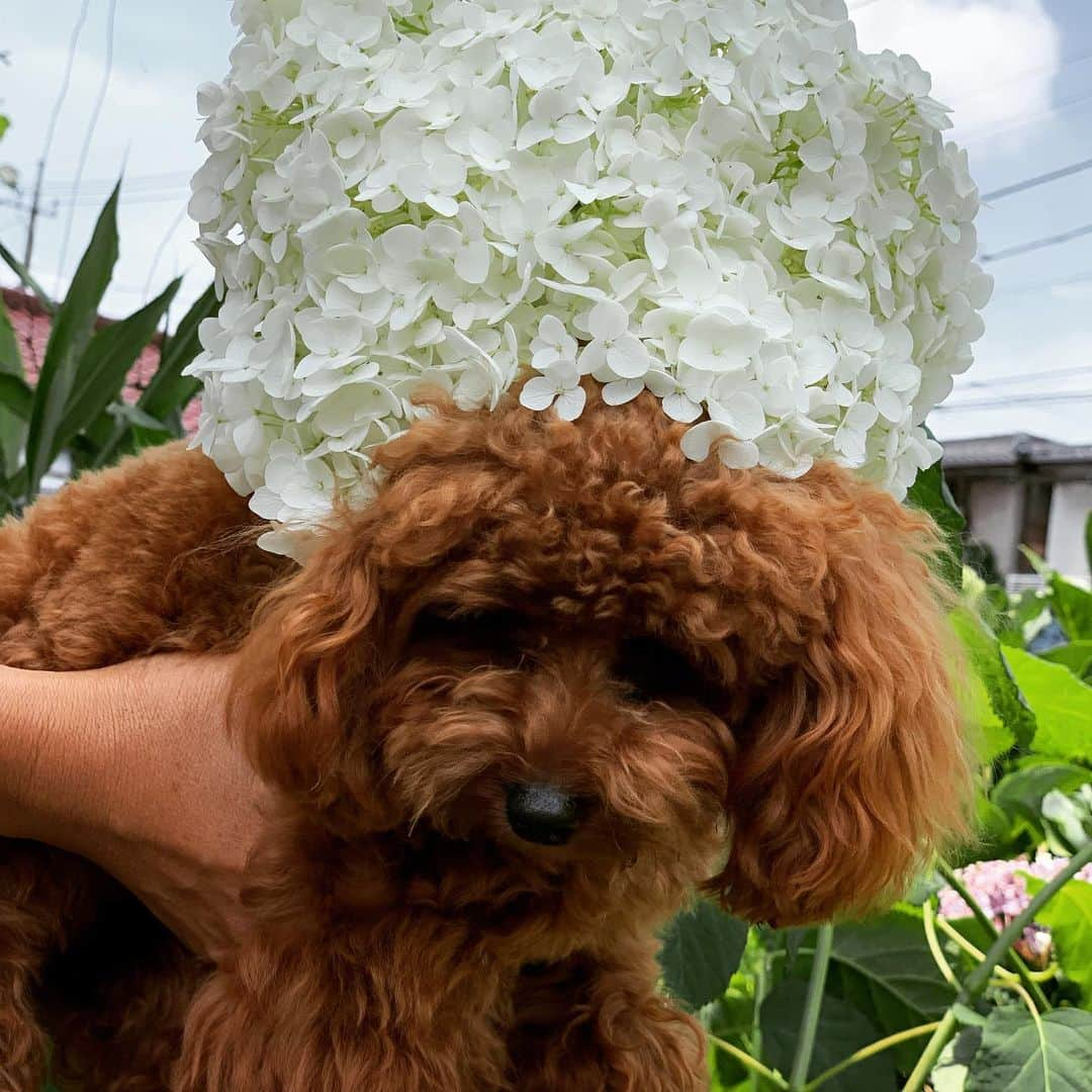 町田亜里香さんのインスタグラム写真 - (町田亜里香Instagram)「祖母の家に咲くあじさい💠 今日は暑かったね☀️ . . #紫陽花 #ティーカッププードル  #ティーカップ  #ティーカッププードルレッド  #ブッチ梅雨キャン #ブッチ  #トイプードル #プードル  #梅雨 #poodle」6月26日 17時59分 - ari_gram_111