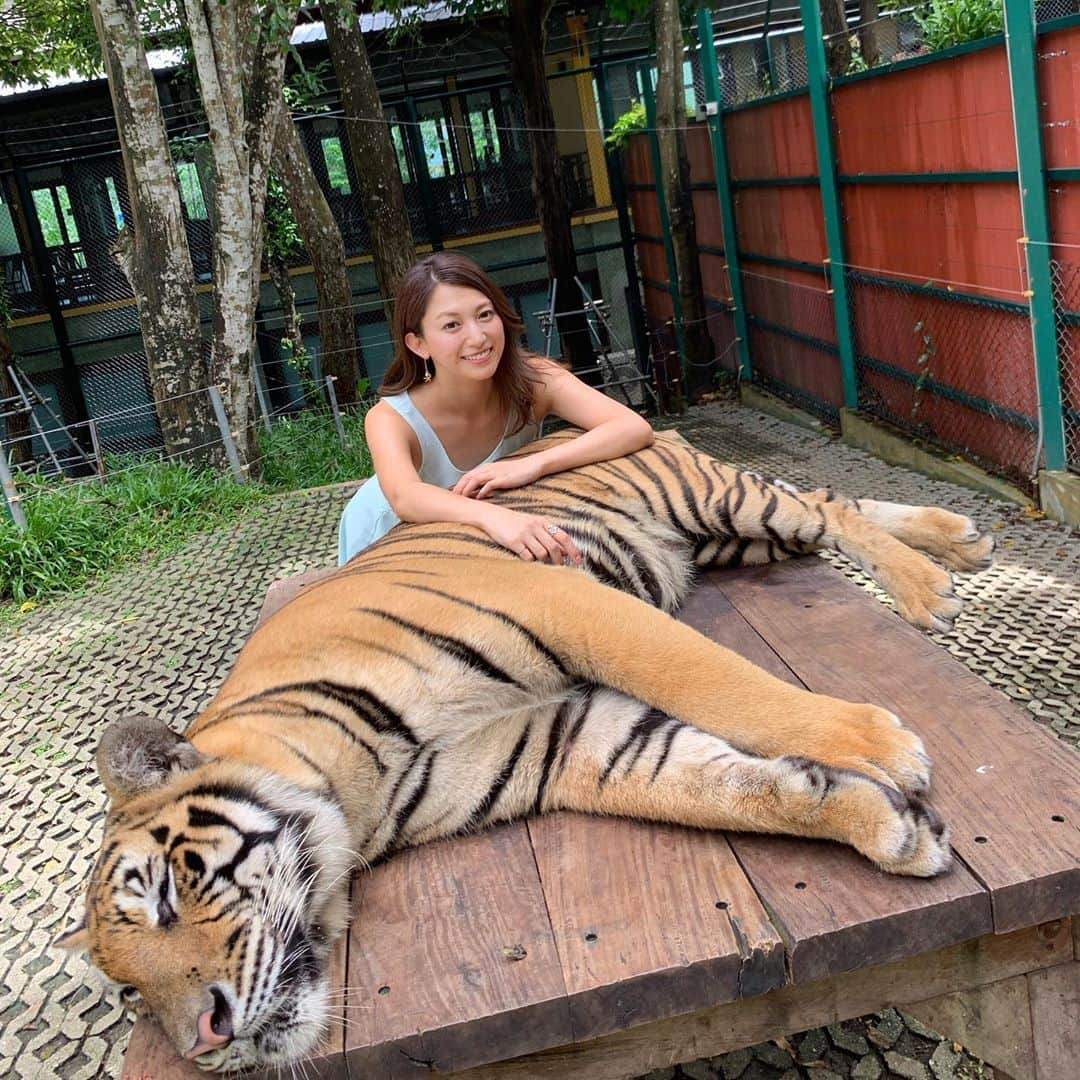 市原彩花さんのインスタグラム写真 - (市原彩花Instagram)「タイガーキングダム🐯💛 おーっきなトラと遊んで来たよー😆💓 怖かったけど可愛くて、しっぽまでムキムキだった🐅💪‼️笑 食べられなくて良かった🤣 #タイガーキングダム#プーケット#phuket#タイ#thailand#バンコク#bangkok#虎#tiger」6月26日 18時14分 - ayaka_ichihara