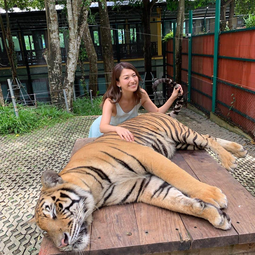 市原彩花さんのインスタグラム写真 - (市原彩花Instagram)「タイガーキングダム🐯💛 おーっきなトラと遊んで来たよー😆💓 怖かったけど可愛くて、しっぽまでムキムキだった🐅💪‼️笑 食べられなくて良かった🤣 #タイガーキングダム#プーケット#phuket#タイ#thailand#バンコク#bangkok#虎#tiger」6月26日 18時14分 - ayaka_ichihara