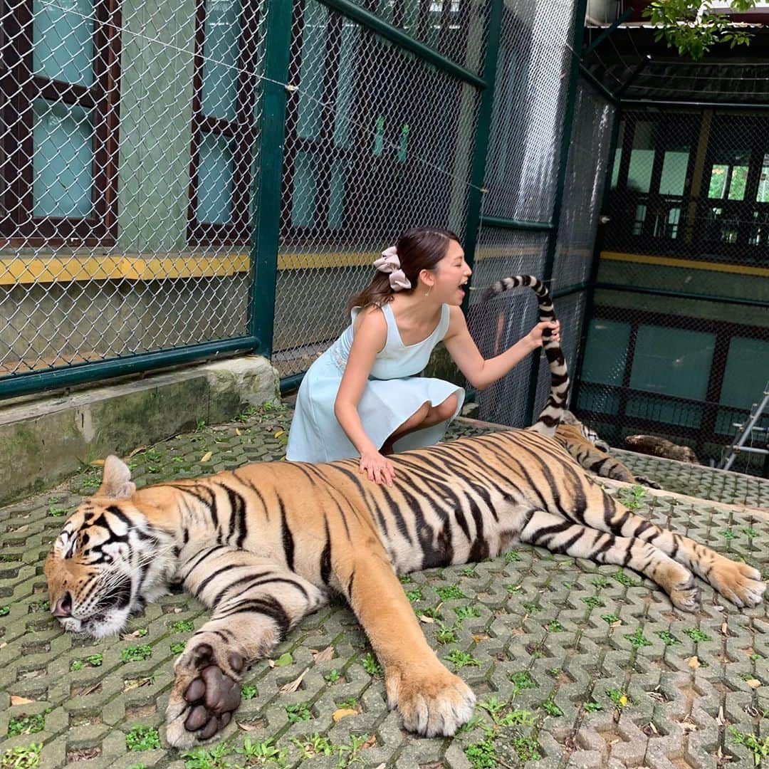 市原彩花さんのインスタグラム写真 - (市原彩花Instagram)「タイガーキングダム🐯💛 おーっきなトラと遊んで来たよー😆💓 怖かったけど可愛くて、しっぽまでムキムキだった🐅💪‼️笑 食べられなくて良かった🤣 #タイガーキングダム#プーケット#phuket#タイ#thailand#バンコク#bangkok#虎#tiger」6月26日 18時14分 - ayaka_ichihara