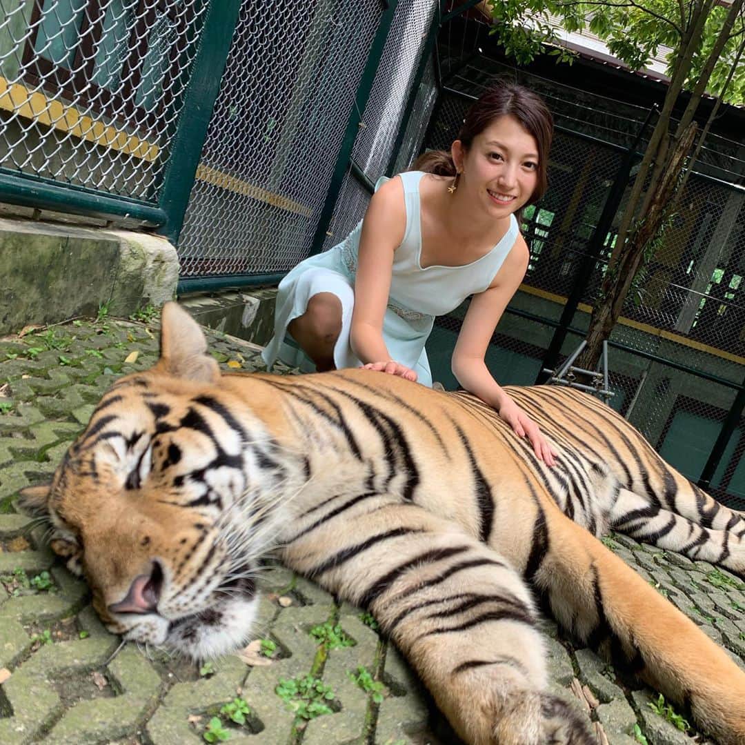 市原彩花さんのインスタグラム写真 - (市原彩花Instagram)「タイガーキングダム🐯💛 おーっきなトラと遊んで来たよー😆💓 怖かったけど可愛くて、しっぽまでムキムキだった🐅💪‼️笑 食べられなくて良かった🤣 #タイガーキングダム#プーケット#phuket#タイ#thailand#バンコク#bangkok#虎#tiger」6月26日 18時14分 - ayaka_ichihara