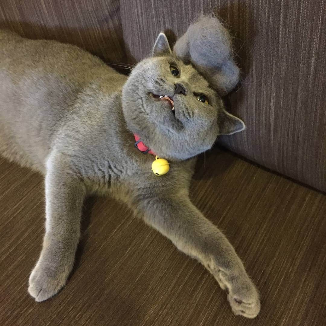 Aww Clubさんのインスタグラム写真 - (Aww ClubInstagram)「Found a talented artist 😂 - ✍🏼@mspmsand5k meowdle @5k.meow - Draw your cat and remember to tag #drawmeowchallenge to get a chance to be featured -  #meowed #britishshorthair #5000 #5k #amiajoketoyou」6月26日 18時23分 - meowed