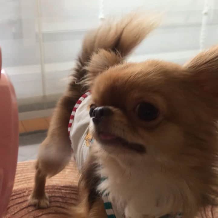 kayoのインスタグラム：「* * ミストが出る扇風機😳💗 * * これから大活躍間違いなしのプレゼント ありがとう〜😆🎁✨✨ * * kulio❤️ * * #chihuahua#chihuahualove#dogstgram#dog#instadog#チワワ#チワワ大好き * *」