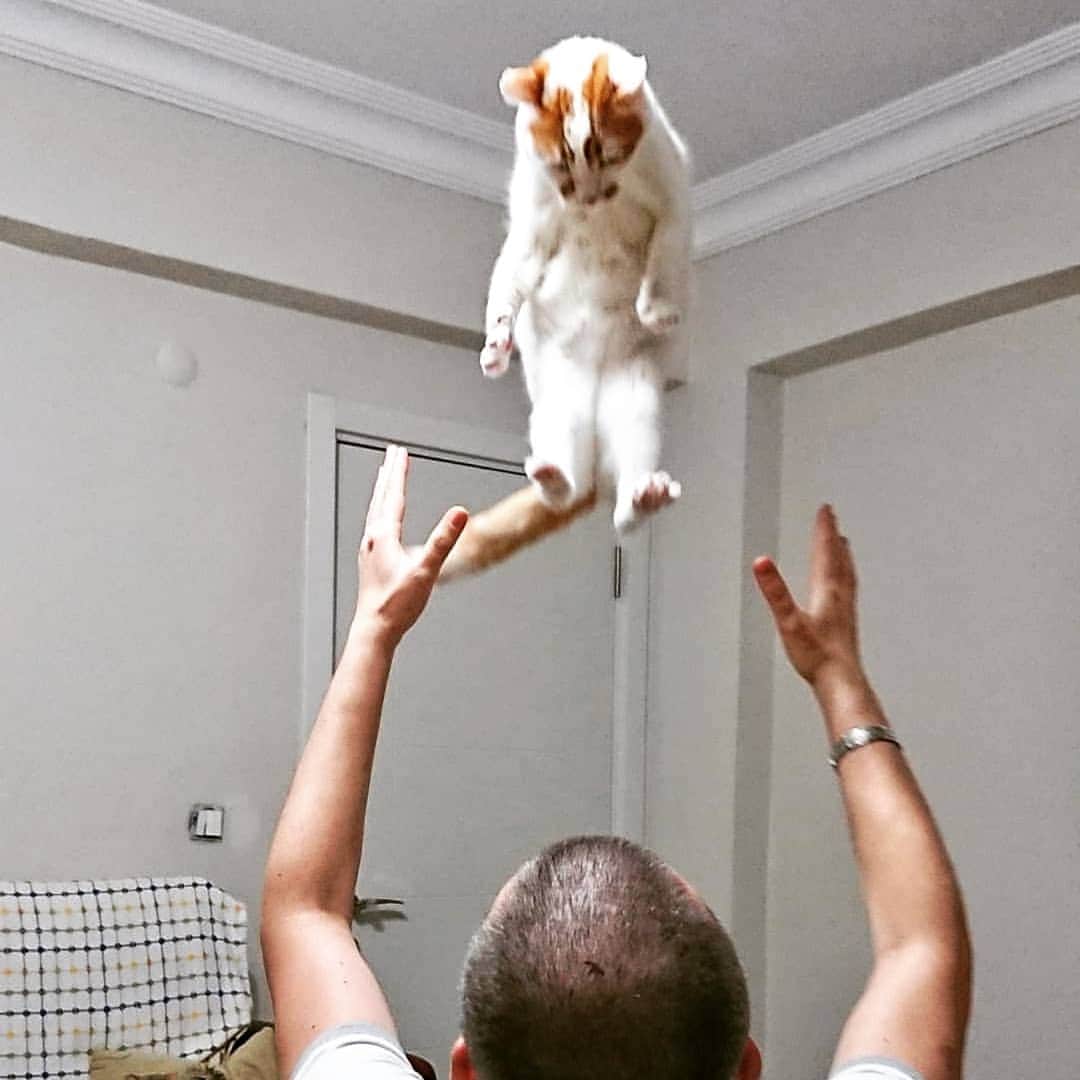 CatStockerのインスタグラム：「Hello! #catstocker is here!  Follow our FURRriend @bigcatkavruk  Scroll right for more pictures 👉 . . . . . . #cat #neko #mačka #chat #kočka #котка #kotek #kot #кіт #mače #кошка #кот #katze #gato #gatto #kissa #kattunge #猫 #고양이 #貓 #kedi #köttur #kissanpentu #חתול #кішка #kedicik #кошеня #gattino #子猫」