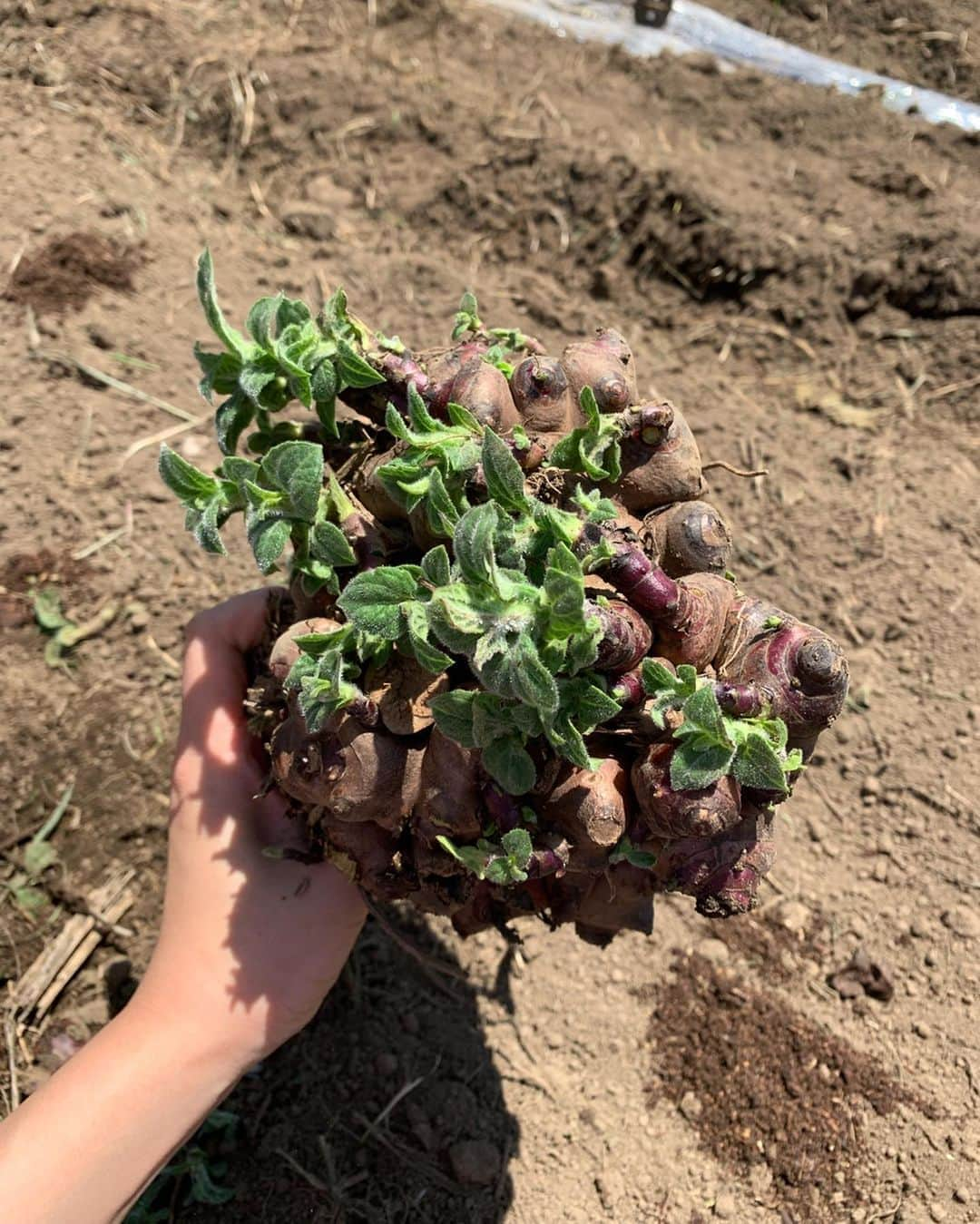 浅田真央さんのインスタグラム写真 - (浅田真央Instagram)「Mao's Farm🌞🥦🌽🥬🍅🥕 #arsoa #アルソア #山梨 #小淵沢 #畑 #farm #収穫 #種植え #とうもろこし#ヤーコン#ブロッコリー #ビーツ #キャベツ #💚」6月26日 18時34分 - maoasada2509