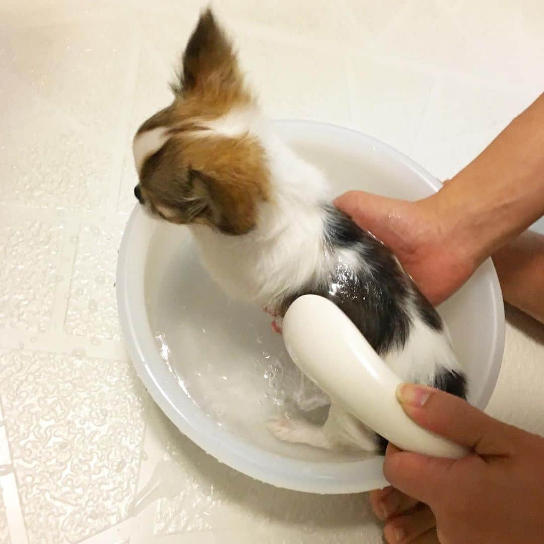 ちまさんのインスタグラム写真 - (ちまInstagram)「My first bath time🛁 (Baby Chima) ・ 赤ちま はじめてのお風呂🐶🚿 風呂桶が洗面器🤣 ・ 3歳にしてやっとロンチらしくなったな〜 あんなに薄毛だったのに...😂 としみじみしながら 過去の写真を遡ってたらみつけた写真😇 ・ #chima #ちま #チワワ #chihuahua #ชิวาวา #ふわもこ部 #PECOいぬ部 #sniffandbarkens #WeeklyFluff #cutepetclub #doggy_lovings #bath #bathtime #baby」6月27日 4時38分 - chima.chihuahua