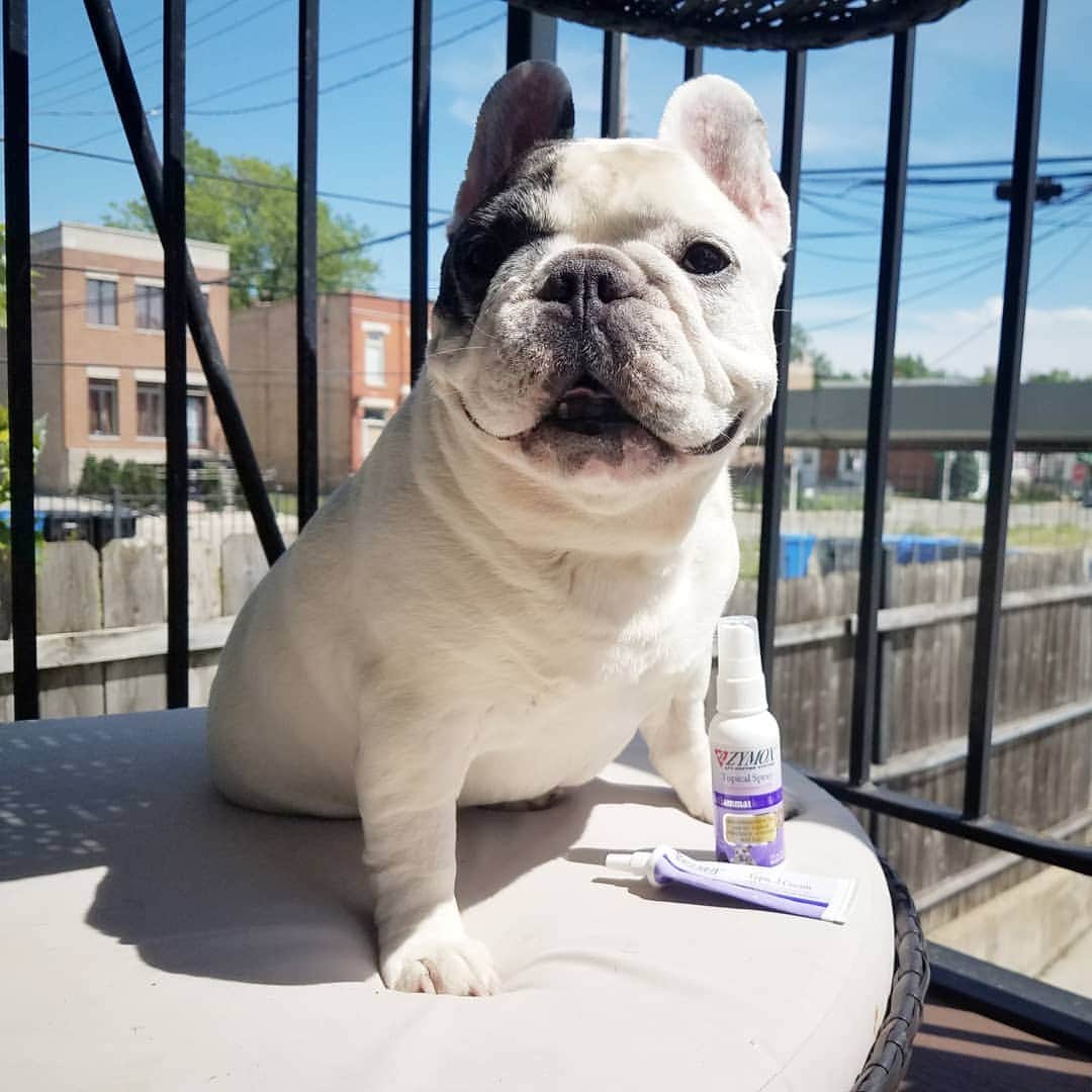 Manny The Frenchieのインスタグラム：「Remember that yucky hot spot?! (Swipe to see) All gone!  @zymox_official」