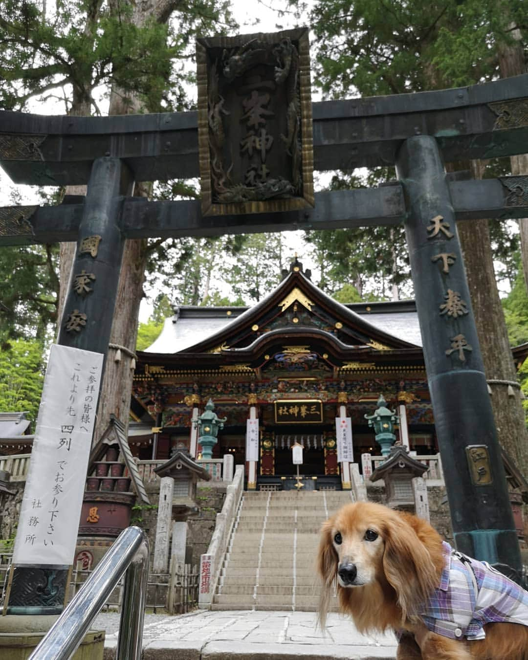 ?モデル?大地?さんのインスタグラム写真 - (?モデル?大地?Instagram)「♪🐾2019*6*26 🐾 . 先日、埼玉県にある三峯神社に 御参りに行って来ました✨😉 . 【続き🐾】 . 三ツ鳥居をくぐって 随身門をくぐって、暫く歩くと👣 . 色鮮やかな彩色が施された 拝殿に辿り着きました🎶😆 . . 我が家は、🐶大地も一緒に参拝出来る場所では . 常に抱っこをして 境内を歩かせる事はないのですが😉 . 三峰神社の三ツ鳥居をくぐってすぐ🐶大地が 『歩くから降ろして❗』と言い出したので😥 . 境内を汚さないように マナーウェアを着けて 鳥居から拝殿下まで歩かせて頂きました。🙇 . . 🐶大地が我が家に来てから 今までに何十回と お寺や神社に御参りに行きましたが そんか事を言ったのは、初めて😲😲😲ﾋﾞｯｸﾘ! . . 🐶大地も自分の🐾足で 三峯神社を参拝したかったのかな…😄 . . 【続く🐾】 . . 🐾🐾🐾🐾🐾🐾🐾🐾🐾🐾🐾🐾🐾🐾 . #大地#大好き#だいすき #いつも一緒#ずっと一緒 #大地なしでは生きて行けませんw #いぬ#犬#わんこ#ワンコ . #愛犬 #犬バカ部#いぬら部#いぬすたぐらむ #犬のいる暮らし #pecoいぬ部#埼玉#三峰神社  #神社#お参り . #お出かけ#ありがとうございました#感謝 #横浜#yokohama#神奈川 #ミニチュアダックスフンド#ミニチュアダックス #ダックスフンド#ダックス」6月26日 20時55分 - sachi_daichi