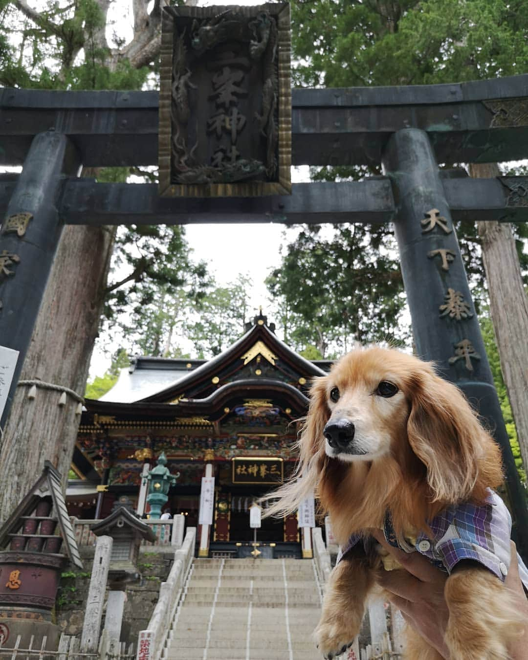 ?モデル?大地?さんのインスタグラム写真 - (?モデル?大地?Instagram)「♪🐾2019*6*26 🐾 . 先日、埼玉県にある三峯神社に 御参りに行って来ました✨😉 . 【続き🐾】 . 三ツ鳥居をくぐって 随身門をくぐって、暫く歩くと👣 . 色鮮やかな彩色が施された 拝殿に辿り着きました🎶😆 . . 我が家は、🐶大地も一緒に参拝出来る場所では . 常に抱っこをして 境内を歩かせる事はないのですが😉 . 三峰神社の三ツ鳥居をくぐってすぐ🐶大地が 『歩くから降ろして❗』と言い出したので😥 . 境内を汚さないように マナーウェアを着けて 鳥居から拝殿下まで歩かせて頂きました。🙇 . . 🐶大地が我が家に来てから 今までに何十回と お寺や神社に御参りに行きましたが そんか事を言ったのは、初めて😲😲😲ﾋﾞｯｸﾘ! . . 🐶大地も自分の🐾足で 三峯神社を参拝したかったのかな…😄 . . 【続く🐾】 . . 🐾🐾🐾🐾🐾🐾🐾🐾🐾🐾🐾🐾🐾🐾 . #大地#大好き#だいすき #いつも一緒#ずっと一緒 #大地なしでは生きて行けませんw #いぬ#犬#わんこ#ワンコ . #愛犬 #犬バカ部#いぬら部#いぬすたぐらむ #犬のいる暮らし #pecoいぬ部#埼玉#三峰神社  #神社#お参り . #お出かけ#ありがとうございました#感謝 #横浜#yokohama#神奈川 #ミニチュアダックスフンド#ミニチュアダックス #ダックスフンド#ダックス」6月26日 20時55分 - sachi_daichi