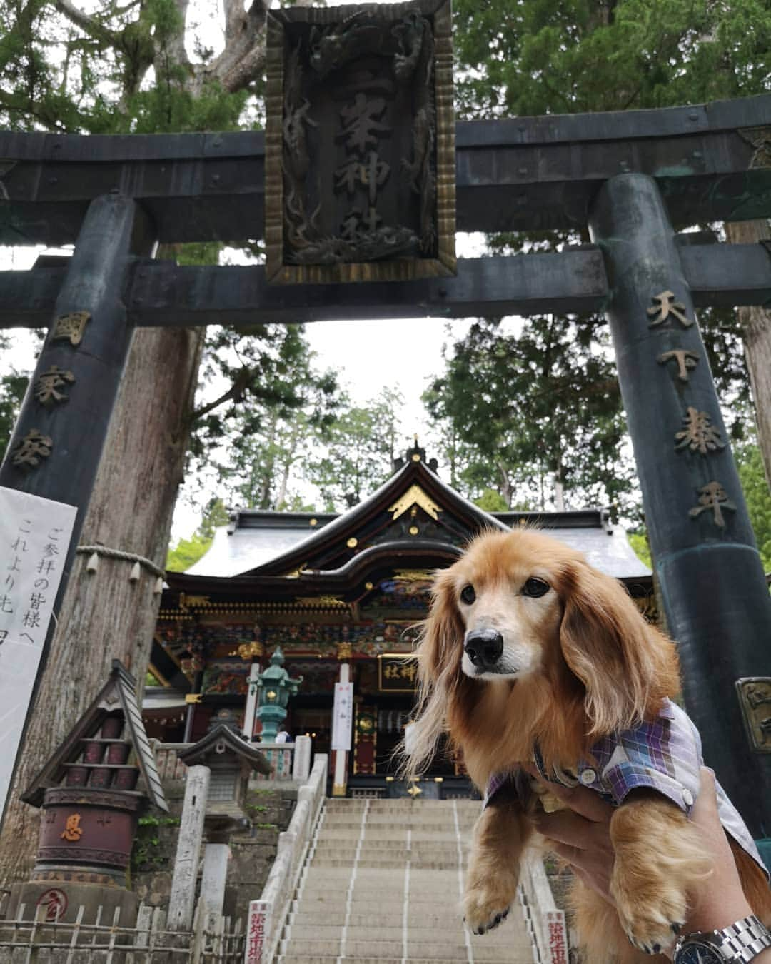 ?モデル?大地?さんのインスタグラム写真 - (?モデル?大地?Instagram)「♪🐾2019*6*26 🐾 . 先日、埼玉県にある三峯神社に 御参りに行って来ました✨😉 . 【続き🐾】 . 三ツ鳥居をくぐって 随身門をくぐって、暫く歩くと👣 . 色鮮やかな彩色が施された 拝殿に辿り着きました🎶😆 . . 我が家は、🐶大地も一緒に参拝出来る場所では . 常に抱っこをして 境内を歩かせる事はないのですが😉 . 三峰神社の三ツ鳥居をくぐってすぐ🐶大地が 『歩くから降ろして❗』と言い出したので😥 . 境内を汚さないように マナーウェアを着けて 鳥居から拝殿下まで歩かせて頂きました。🙇 . . 🐶大地が我が家に来てから 今までに何十回と お寺や神社に御参りに行きましたが そんか事を言ったのは、初めて😲😲😲ﾋﾞｯｸﾘ! . . 🐶大地も自分の🐾足で 三峯神社を参拝したかったのかな…😄 . . 【続く🐾】 . . 🐾🐾🐾🐾🐾🐾🐾🐾🐾🐾🐾🐾🐾🐾 . #大地#大好き#だいすき #いつも一緒#ずっと一緒 #大地なしでは生きて行けませんw #いぬ#犬#わんこ#ワンコ . #愛犬 #犬バカ部#いぬら部#いぬすたぐらむ #犬のいる暮らし #pecoいぬ部#埼玉#三峰神社  #神社#お参り . #お出かけ#ありがとうございました#感謝 #横浜#yokohama#神奈川 #ミニチュアダックスフンド#ミニチュアダックス #ダックスフンド#ダックス」6月26日 20時55分 - sachi_daichi