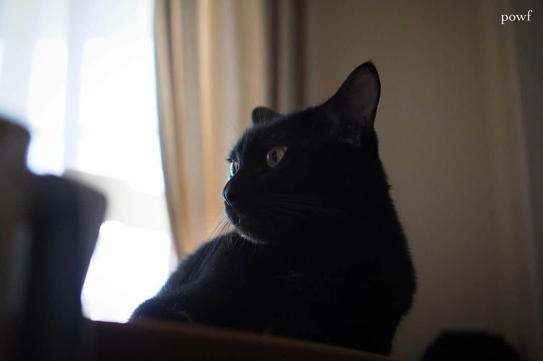anemone_69のインスタグラム：「. #ハカセとキョウジュ #blackcat #黒猫 #cat #猫 #保護猫 . . .」
