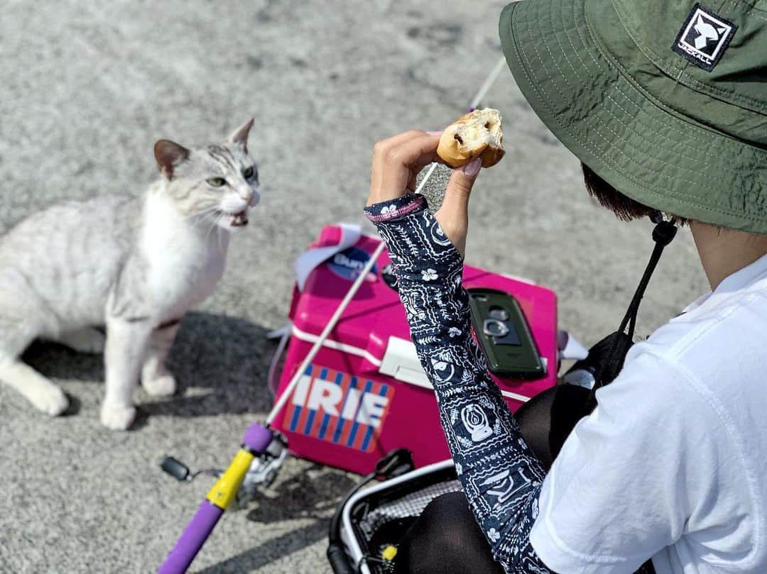 石川文菜さんのインスタグラム写真 - (石川文菜Instagram)「. . . . 確実にレーズンバターロール狙い🐈 . . . #pic #photo #fishing #fishinggear #fishinglife #jackall @jackall_jp #eggcast #釣り #海釣り #iriebyirielife @irie_official #rootco @root_co_official #猫 #ネコ #にゃんすたぐらむ #🐈」6月26日 21時26分 - bun0404