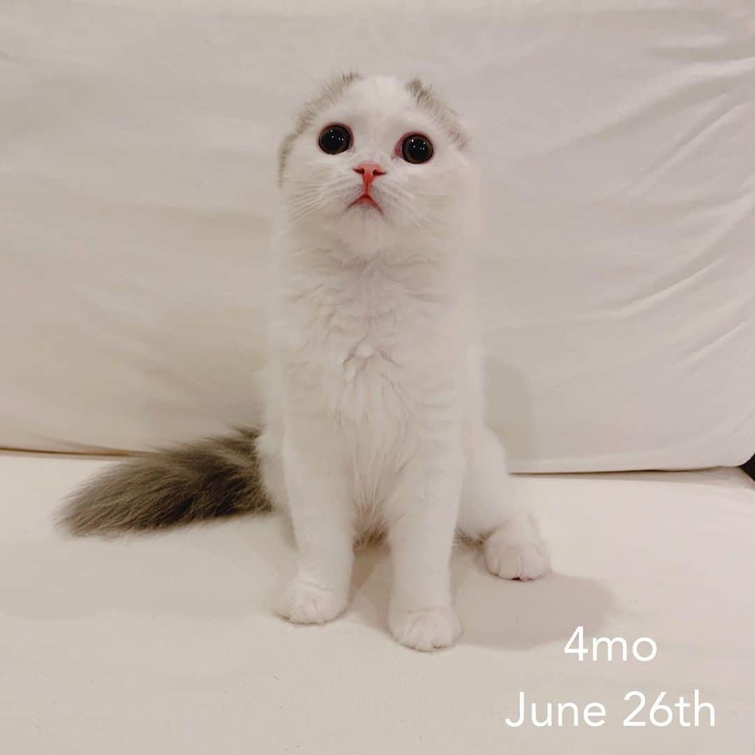 のんたのインスタグラム：「ぱんちゃん今日で生後4ヶ月になりました！ ぐんぐん大きくなってるよ ・ #scottishfold #catstagram_japan #catsofinstagram #cats_of_instagram#catoftheday #purr #ilovemycat #bestmeow #catlover #cutecat #kittensofinstagram #cute #スコティッシュフォールド#スコティッシュフォールド子猫#スコティッシュフォールドロングヘア#4monthsold」