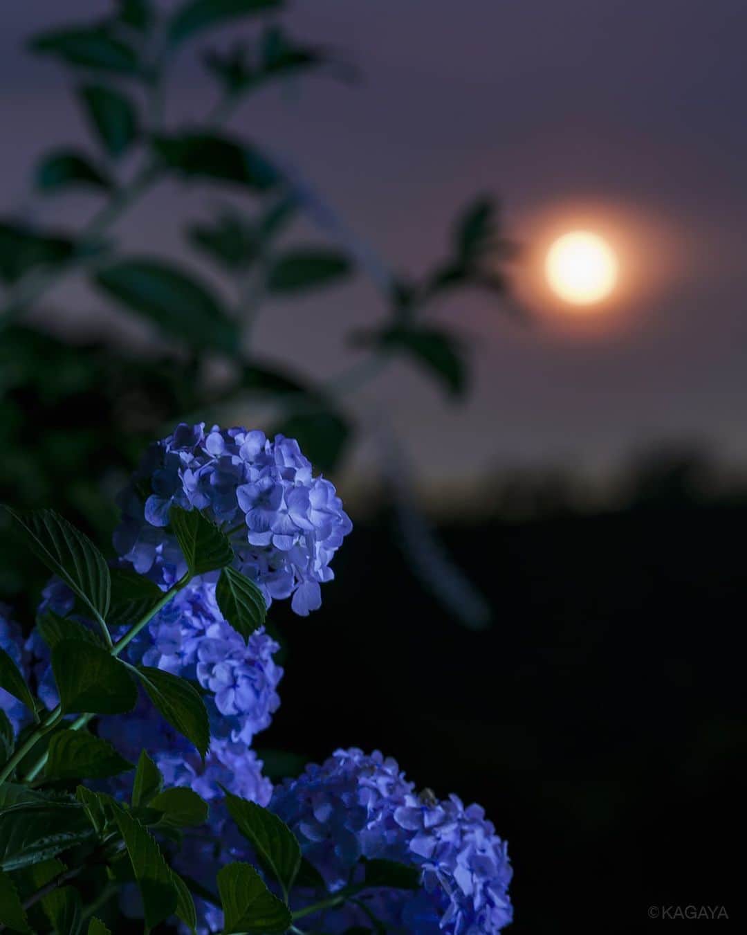 KAGAYAさんのインスタグラム写真 - (KAGAYAInstagram)「梅雨の晴れ間に誘われて、外に出てみれば紫陽花と昇る月。 （以前に撮影） 今日もお疲れさまでした。明日もおだやかな一日になりますように。 #moon #月 #紫陽花 #japan #ig_japan #ig_asia」6月26日 21時54分 - kagaya11949