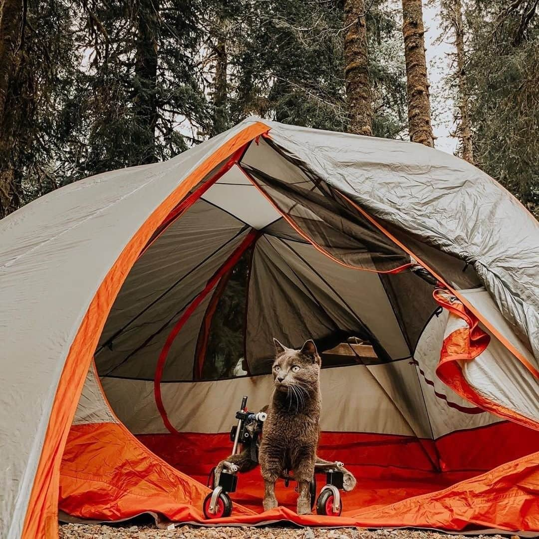 REIさんのインスタグラム写真 - (REIInstagram)「Cats get after it too. Show us your adventure cat by tagging #REIchallenge. We're going to share back some of our favorites next week!  Photo: @tiny_pine in North Cascades National Park, #Washington. #OptOutside」6月26日 22時00分 - rei