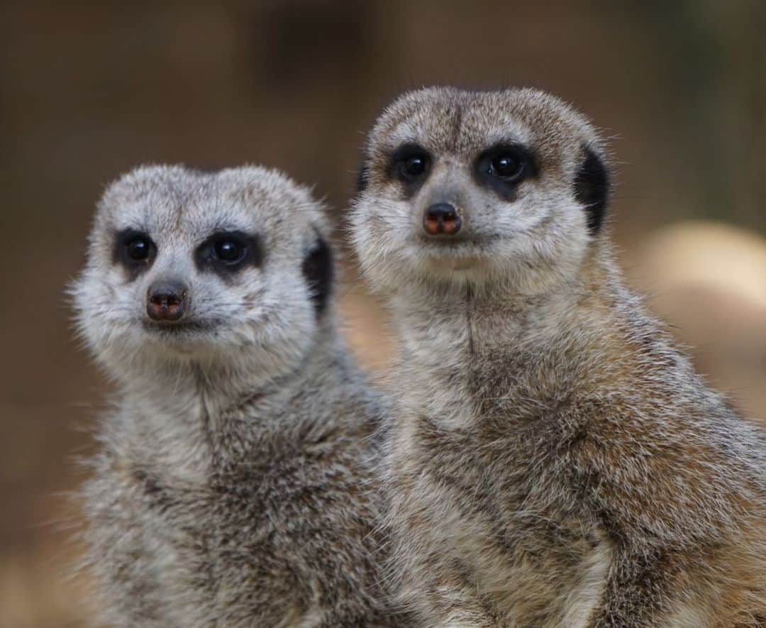 ケイティ・パスフィールドさんのインスタグラム写真 - (ケイティ・パスフィールドInstagram)「All the critters were 100% found in our bush walk」6月26日 22時05分 - katiepasfield