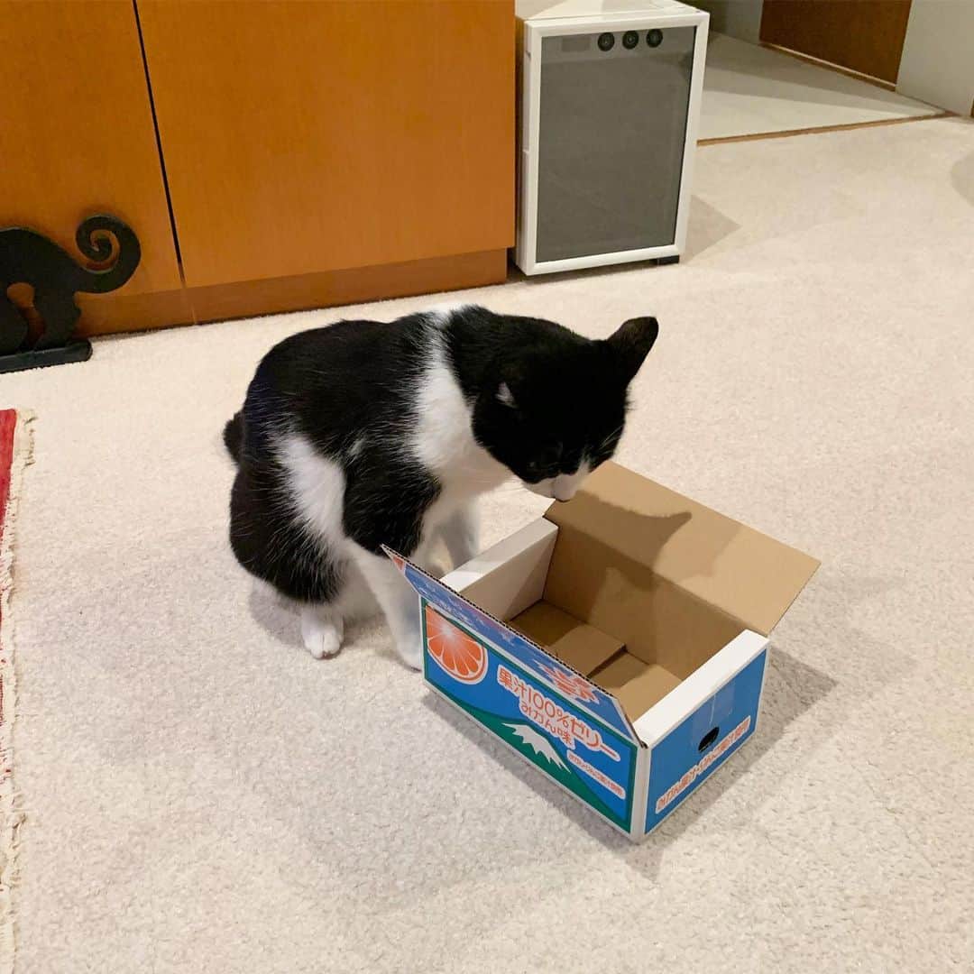 猫ラボさんのインスタグラム写真 - (猫ラボInstagram)「箱を試すとき、箱もまた猫を試しているのだ（ニャーチェ）」6月26日 22時19分 - nekolabo