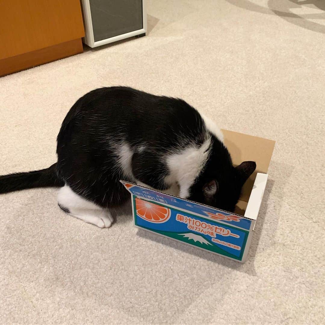 猫ラボさんのインスタグラム写真 - (猫ラボInstagram)「箱を試すとき、箱もまた猫を試しているのだ（ニャーチェ）」6月26日 22時19分 - nekolabo