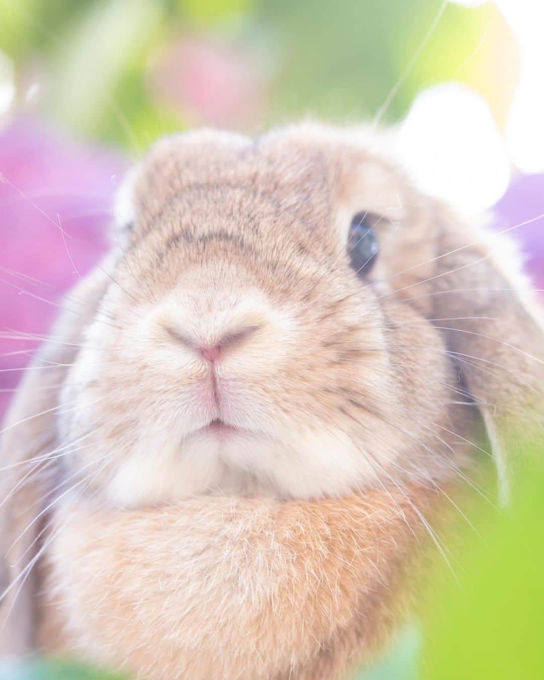 のインスタグラム：「ふわふわきゅるるん💫なミーチャの秘密(2枚目) 換毛早く終わってあげてー😂 ＊ ＊ ＊ #うさぎ #rabbit #bunny #ふわもこ部  #WeeklyFluff #igersjp  #tokyocameraclub #東京カメラ部  #神戸カメラ部  #bunnystagram  #myfujilove  #今日もx日和 #xt3 #xf90mmf2  #うさぎ部 #ホーランドロップ #hollandlop  #ファインダー越しの私の世界 #art_of_japan #aoj_bokeh」