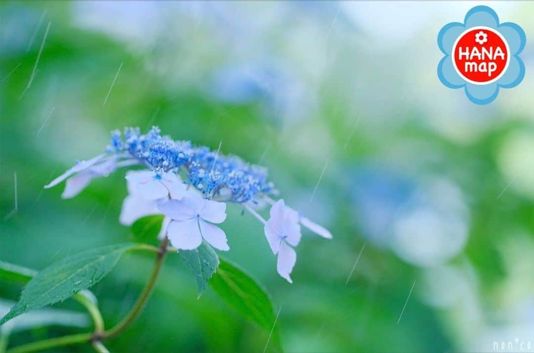 はなまっぷ❁日本の花風景さんのインスタグラム写真 - (はなまっぷ❁日本の花風景Instagram)「🌸美しく心を寄せ合い花まるを🌸﻿ *﻿ @non.co さんの ﻿ 素敵なお花に花まるを💮﻿ *﻿ みなさんと、そしてお花たちとも﻿ 心を寄せ合いながら楽しむ﻿ 「#はなまっぷの楽しいお写んぽ教室」﻿ *﻿ 花まる気分な1日をありがとうございました😊🌸﻿ *﻿ photo select by ﻿ 💠北川力三 先生 @rikizo_kitagawa💠﻿ *﻿ 🌸•••🌸•••🌸•••🌸•••🌸•••🌸﻿ *﻿ #はなまっぷ * 7/14(日)関東にて開催予定 近日中に募集開始します もうしばらくお待ちください🙇‍♀️🌸」6月26日 22時28分 - hanamap