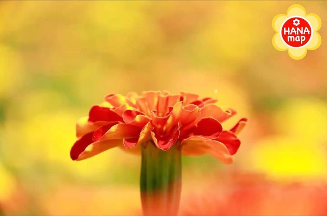 はなまっぷ❁日本の花風景さんのインスタグラム写真 - (はなまっぷ❁日本の花風景Instagram)「🌸美しく心を寄せ合い花まるを🌸﻿ *﻿ @cathe_miyu さんの ﻿ 素敵なお花に花まるを💮﻿ *﻿ みなさんと、そしてお花たちとも﻿ 心を寄せ合いながら楽しむ﻿ 「#はなまっぷの楽しいお写んぽ教室」﻿ *﻿ 花まる気分な1日をありがとうございました😊🌸﻿ *﻿ photo select by ﻿ 🌸はなまっぷ @hanamap🌸﻿ *﻿ 🌸•••🌸•••🌸•••🌸•••🌸•••🌸﻿ *﻿ #はなまっぷ﻿ *﻿ 7/14(日)関東にて開催予定﻿ 近日中に募集開始します﻿ もうしばらくお待ちください🙇‍♀️🌸」6月26日 22時30分 - hanamap