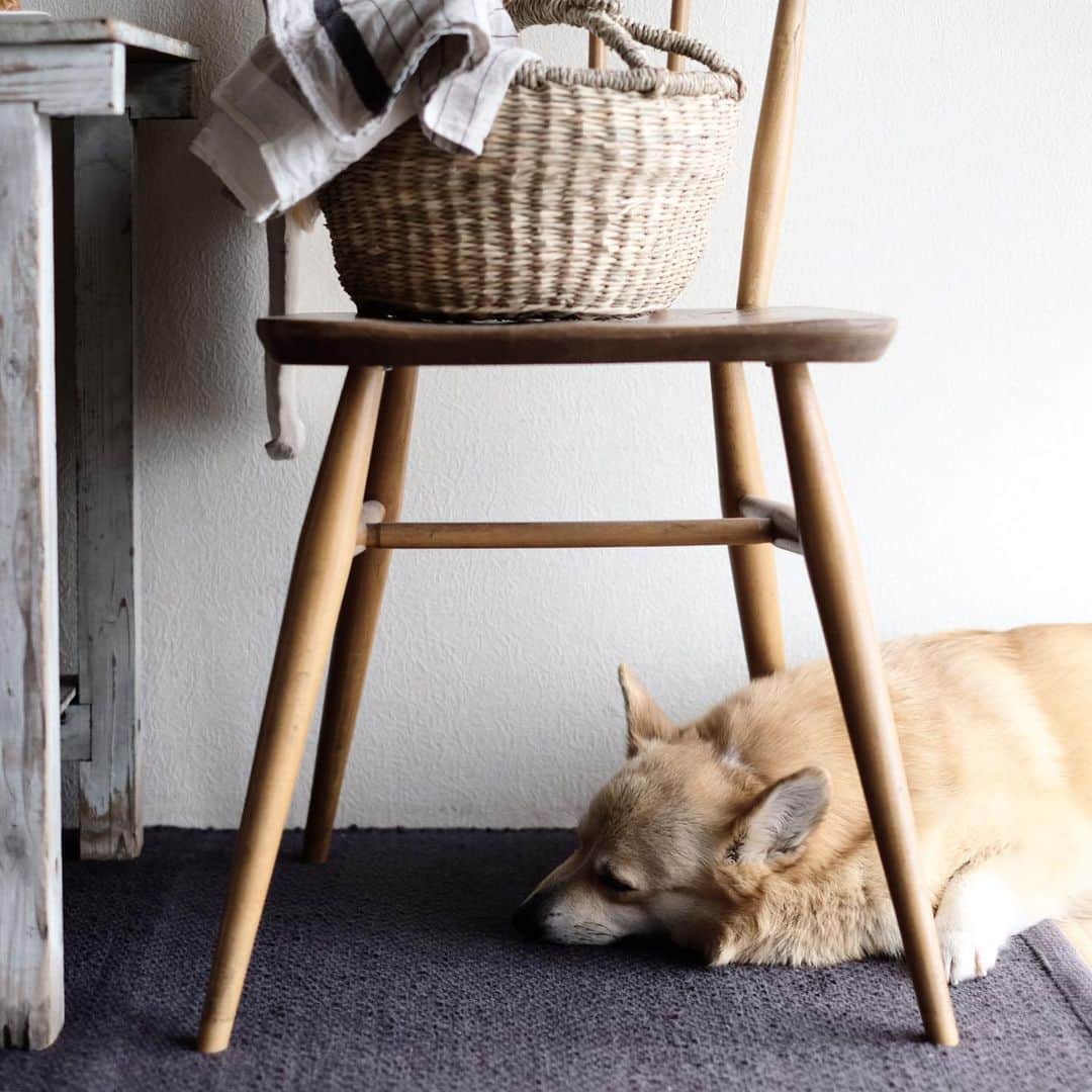 maggydaisyのインスタグラム：「_  おやすみzzz  #maggydaisymore20190626 #corgi #コーギー #里親 #犬のいる暮らし」