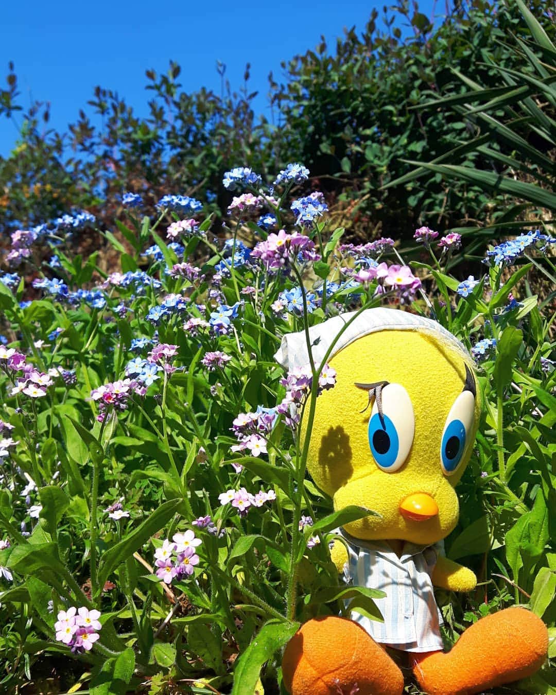 Little Yellow Birdさんのインスタグラム写真 - (Little Yellow BirdInstagram)「Blue skies on this Wednesday; let's slide over the hump right towards the weekend!! #littleyellowbird #tweety #tweetykweelapis #adventures #yellow #bird #wednesday #humpday #bluesky #sun #sunny #sunnyday #flowers #garden #vergeetmenietjes #stuffedanimalsofinstagram #plushiesofinstagram」6月26日 22時38分 - tweetykweelapis