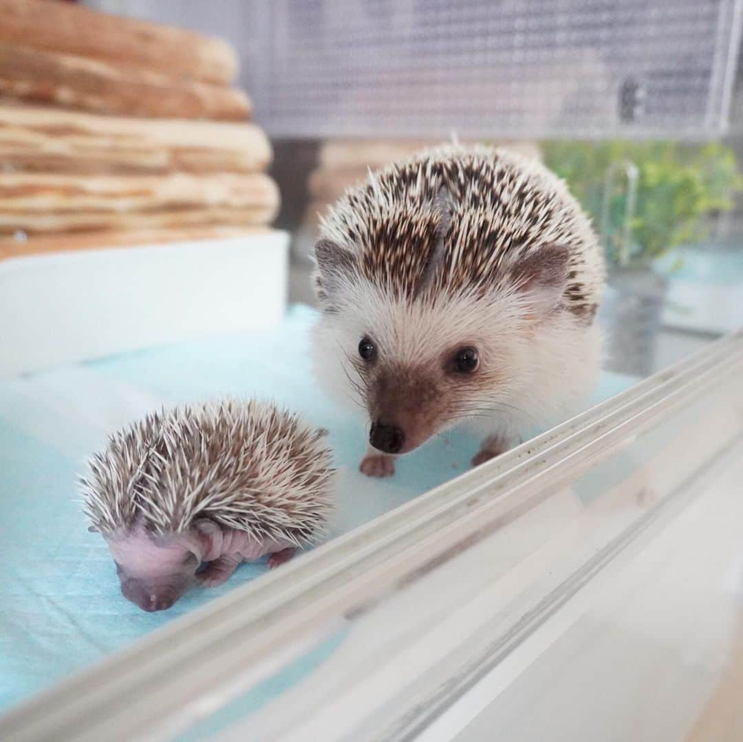 ダーシーさんのインスタグラム写真 - (ダーシーInstagram)「Barber🦔💇‍♂️💈 ②③Chopin’s Baby👶✨ ・ ・ ・ たまにはイメチェン💇‍♂️✨ 2、3枚目は @ron_hari @hari_1229 さんに送っていただいたショパンベビーの写真です😍✨ 現在45g🦔✨すくすく成長してます😊🙏🏻」6月26日 22時43分 - darcytheflyinghedgehog