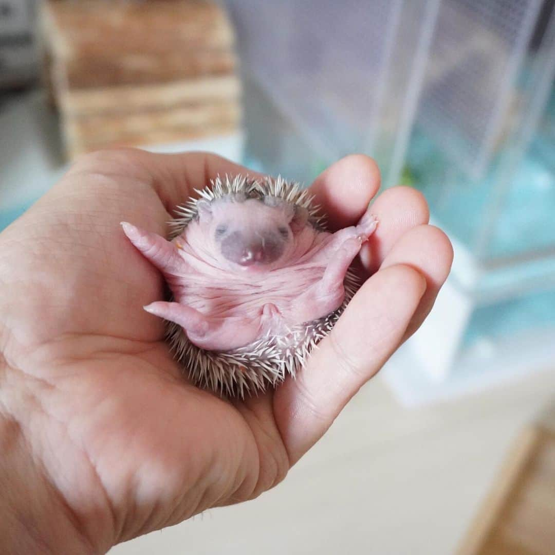 ダーシーさんのインスタグラム写真 - (ダーシーInstagram)「Barber🦔💇‍♂️💈 ②③Chopin’s Baby👶✨ ・ ・ ・ たまにはイメチェン💇‍♂️✨ 2、3枚目は @ron_hari @hari_1229 さんに送っていただいたショパンベビーの写真です😍✨ 現在45g🦔✨すくすく成長してます😊🙏🏻」6月26日 22時43分 - darcytheflyinghedgehog