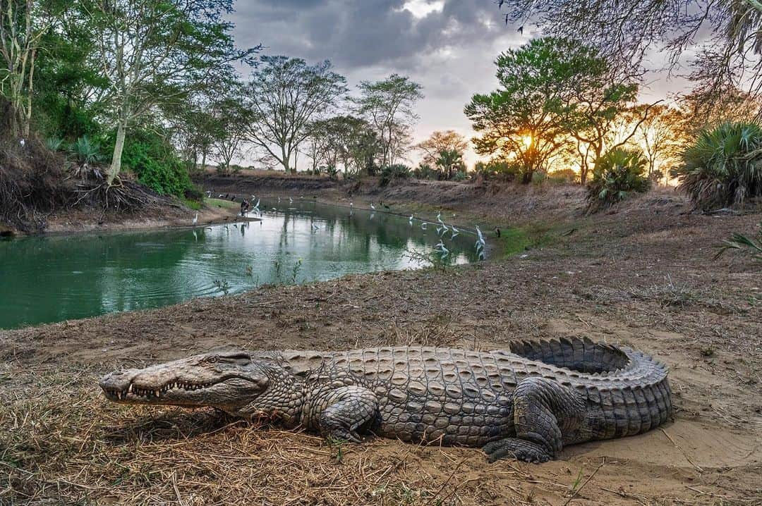 National Geographic Creativeさんのインスタグラム写真 - (National Geographic CreativeInstagram)「Photo by @chamiltonjames | A female crocodile guards her nest of eggs beside the Mussicadzi River in Mozambique's Gorongosa National Park. #Crocodile #Wildlife #Mozambique」6月26日 23時08分 - natgeointhefield