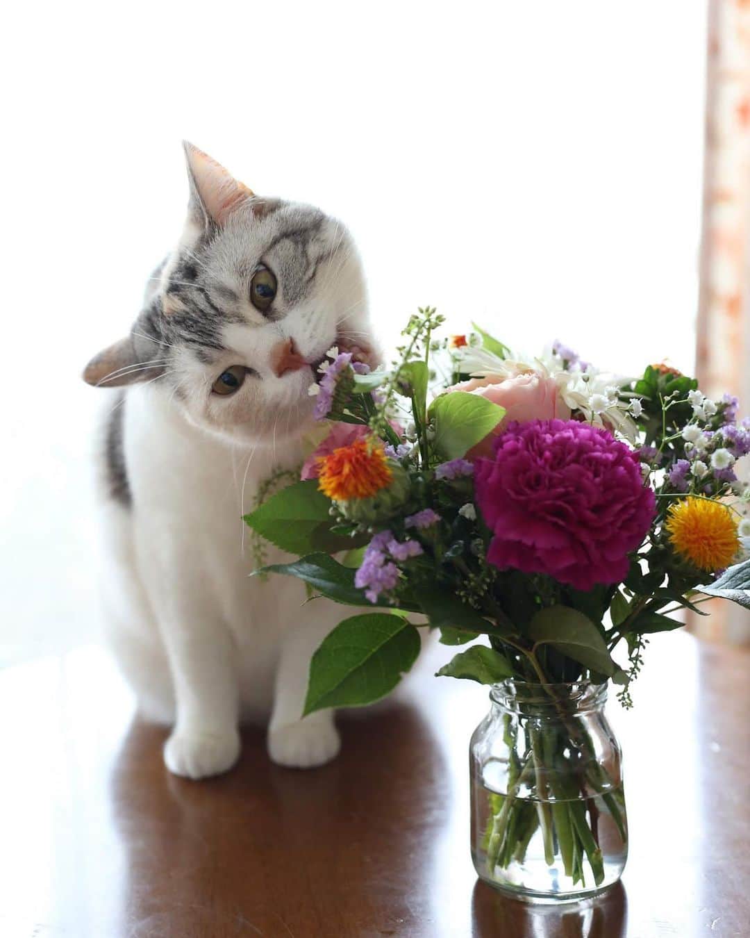 Natsukiのインスタグラム：「しーちゃん、お花は食べてはいけません！(｡-_-｡) #cat  #scottishfold  #猫のいる暮らし  #flower  ここからはPRです※※※ 以前写真を投稿したmavenwatchesが、全国のUNITED ARROWS BEAUTY &YOUTH で販売開始するそうです！  みなさん、ぜひ機会がありましたらお寄りくださいね(^^) #mavenwatches」