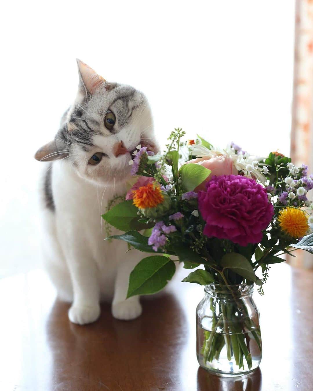 のインスタグラム：「しーちゃん、お花は食べてはいけません！(｡-_-｡) #cat  #scottishfold  #猫のいる暮らし  #flower  ここからはPRです※※※ 以前写真を投稿したmavenwatchesが、全国のUNITED ARROWS BEAUTY &YOUTH で販売開始するそうです！  みなさん、ぜひ機会がありましたらお寄りくださいね(^^) #mavenwatches」