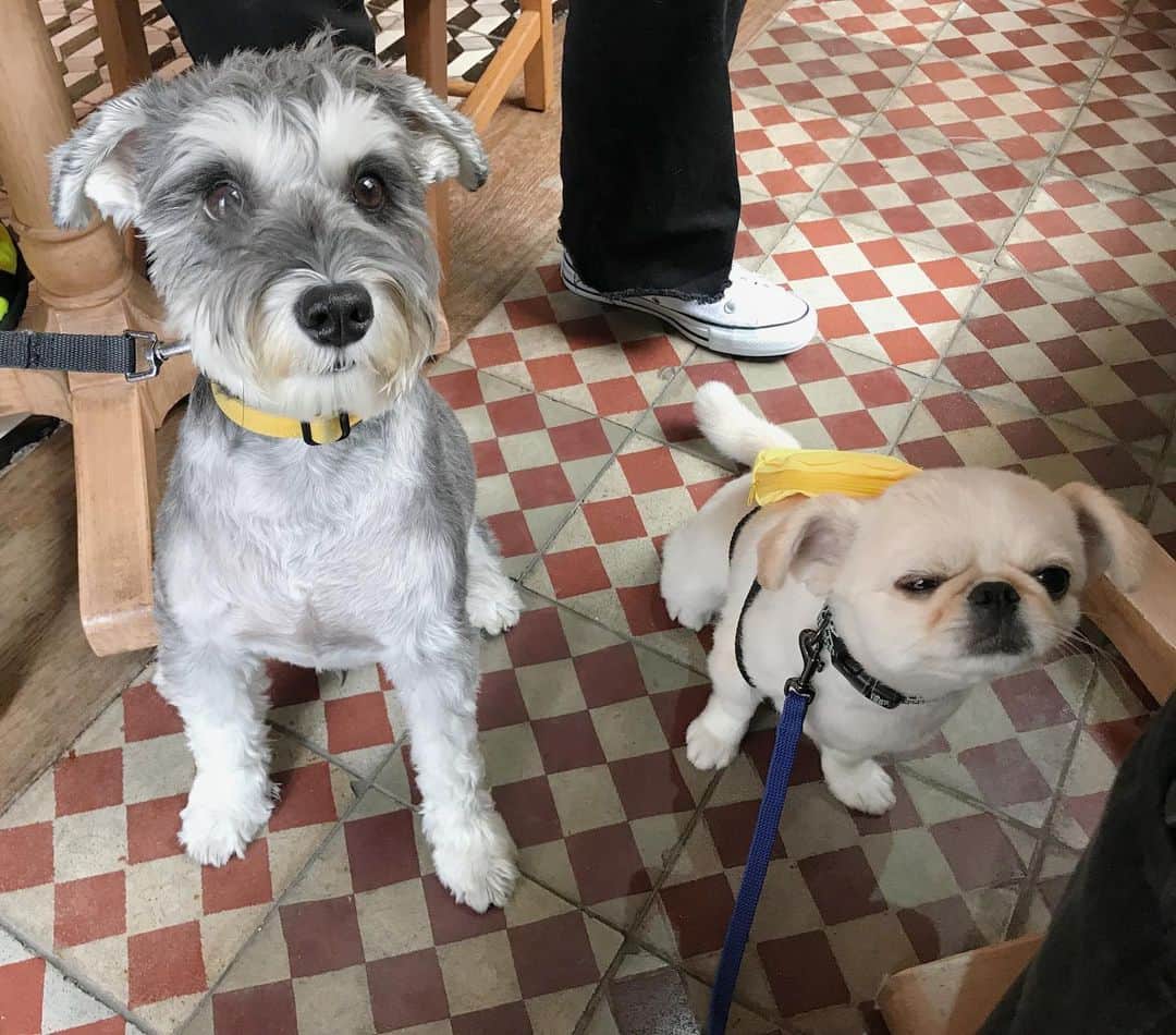 おもちくんのグルメインスタ