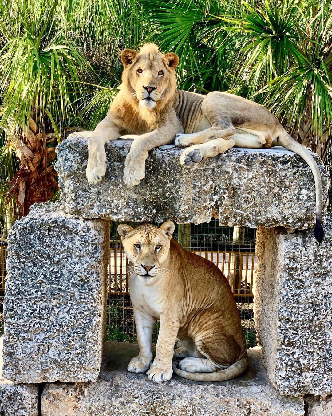 Zoological Wildlife Foundationさんのインスタグラム写真 - (Zoological Wildlife FoundationInstagram)「Zeus and Max enjoying a beautiful sunny day 🐾🐾 . #lion #liger #zwfmiami #zwf #bigcat」6月26日 23時51分 - zwfmiami