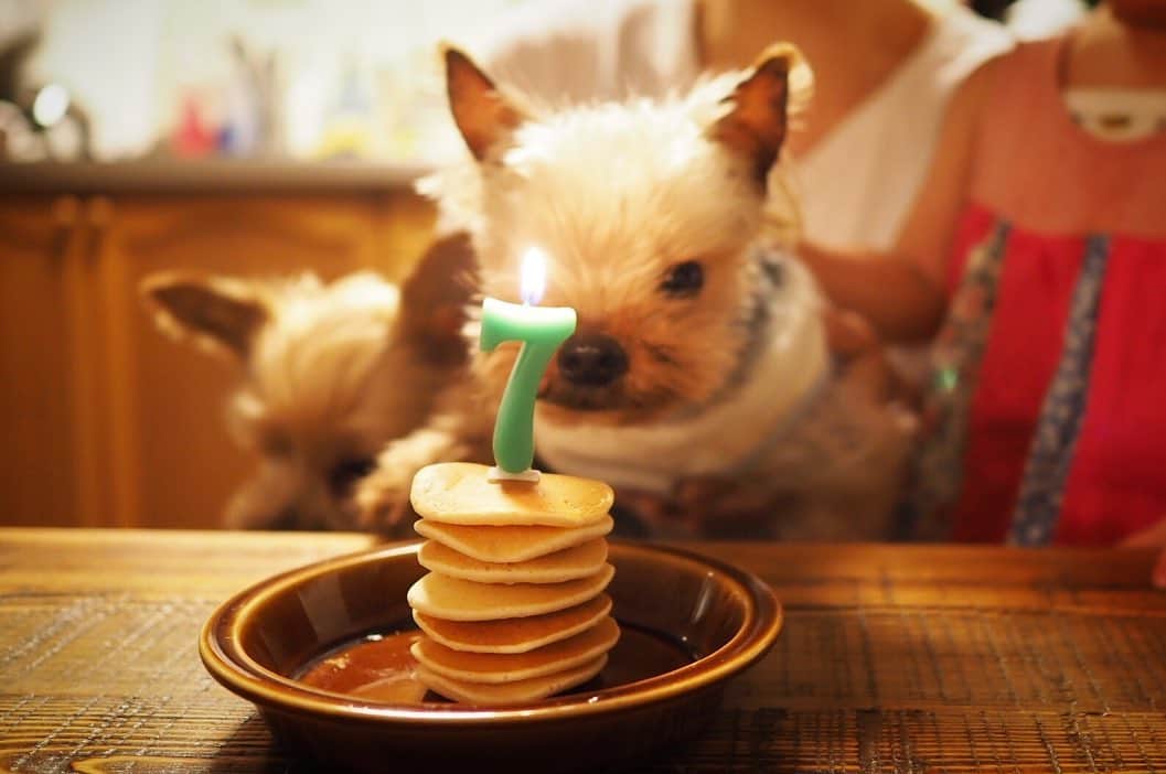 maatamagosanのインスタグラム：「ウル、7歳のお誕生日おめでとう。パンケーキを7枚重ねてお祝い🥞元気に長生きしてね🙏💫」