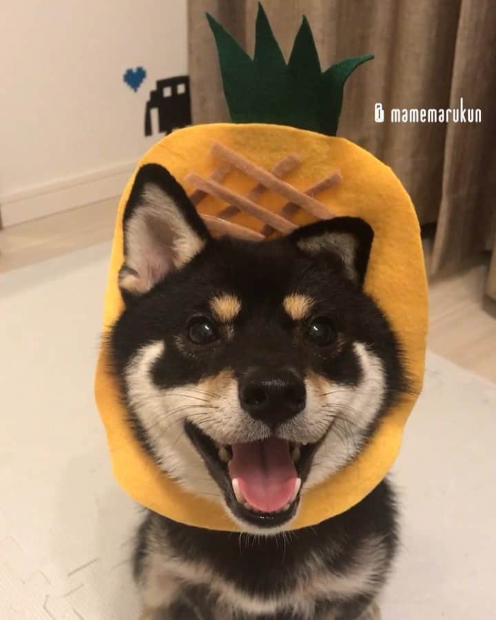まめ丸のインスタグラム：「* * 【 #はめ丸 シリーズ第36弾パイナップル🍍②】 せまりくるパイン🐶🍍💓 * I'm a pineapple🐶🍍💓 🌟#mamemaruscosplay  No.36 pineapple🍍🌟 * #閉じそうで閉じない口 #サイズまちがえてお蔵入りになってたやつ #はやく夏こないかな🏝 * #柴犬#豆柴#柴#黒柴#犬#しばいぬ#shiba#shibainu#shibastagram#shibadog#puppy#instadog#dogstagram#dog#petstagram#pet#강아지#weeklyfluff#パイナップル」