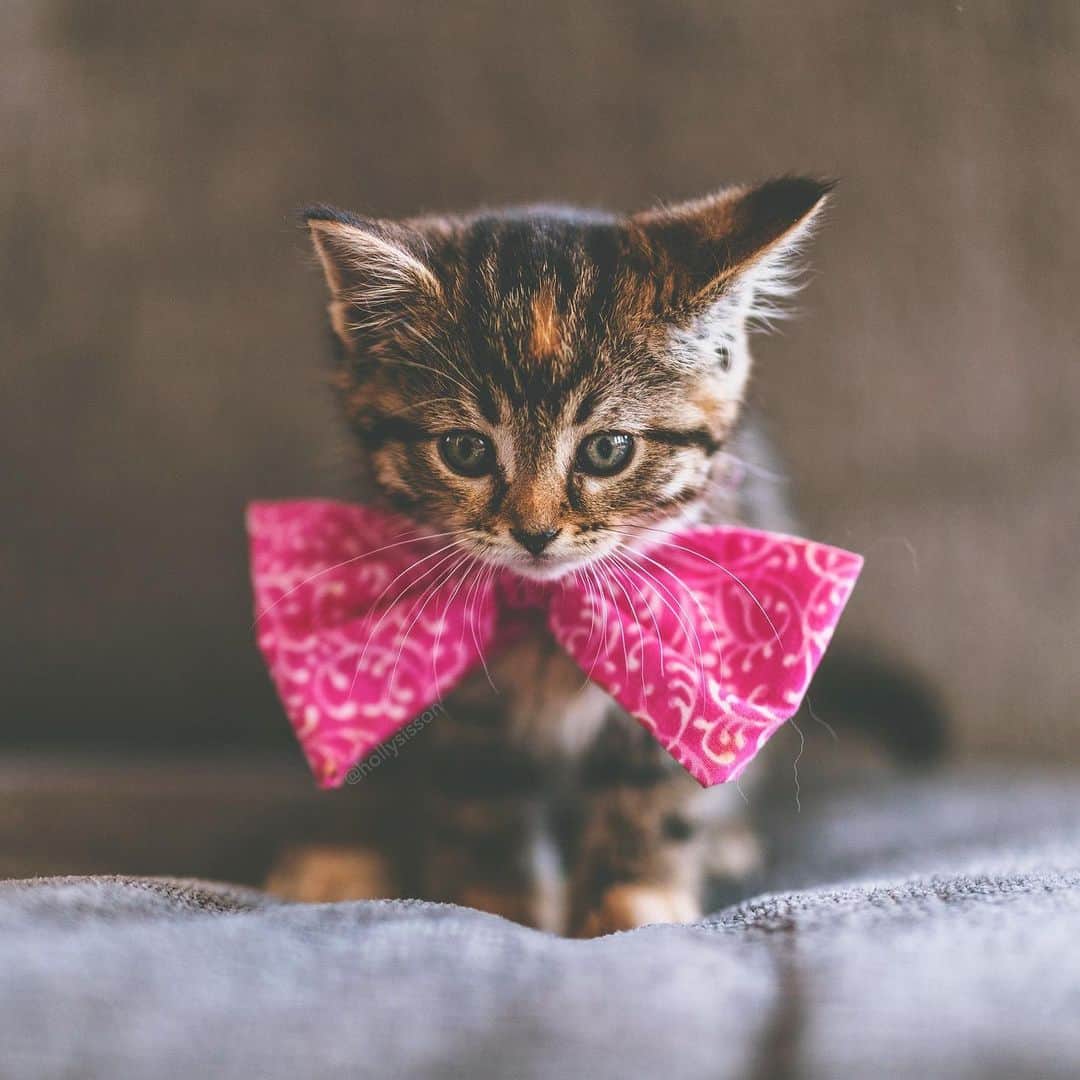 Holly Sissonのインスタグラム：「Dressed for success! ☺️🐱❤️ #toronto #kitten #tabbykitty #catsinbowties #mainecoon (See more of Emma on @pitterpatterfurryfeet) ~ Canon 1D X MkII + 85 f1.4L IS @ f1.4  See my bio for full camera equipment information plus info on how I process my images. 😊 ~ @bestmeow #bestmeow」
