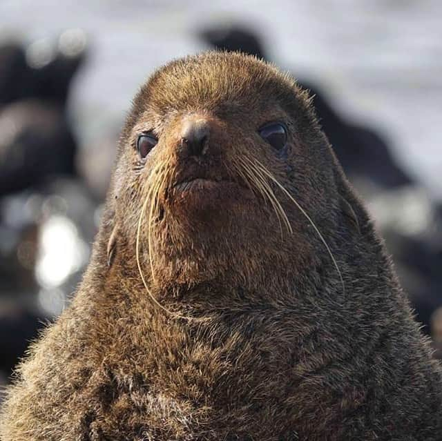 アメリカ内務省さんのインスタグラム写真 - (アメリカ内務省Instagram)「What are you looking at?  Oh, you’re really asking. Northern fur seals are known for the dense fur that covers their entire body, except their flippers. Fur #seals have approximately 46,500 hairs per square centimeter, necessary to keep them warm in cold ocean waters. The northern fur seal is one of the few types of seals with external ears. These “eared” seals are found in the North Pacific and Bering Sea, both in the United States and Russia. The majority of them breed on #Alaska Maritime National #WildlifeRefuge’s Pribilof Islands. Photo by Ryan Mong, U.S. Fish and Wildlife Service (@usfws). #travel #usinterior」6月27日 0時22分 - usinterior