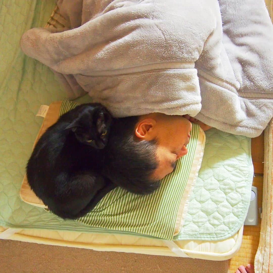 nemuru_catさんのインスタグラム写真 - (nemuru_catInstagram)「#ベム#眠る夫  きのう銚子まで運転して ヘトヘトな夫は ベムきゅんと仲良く寝ました😪 しばらくしてのぞいてみたら ベムきゅんにマクラを 取られていました。 てか、どうやってそっちに行ったの😸 で、おやすみにゃさ〜い💤💤 * #ねこ部#cat#cats#neko#猫#catsofinstagram#bestmeow#catlover#instagramjapan#ふわもこ部#黒猫#眠る夫」6月27日 0時34分 - nemuru_cat