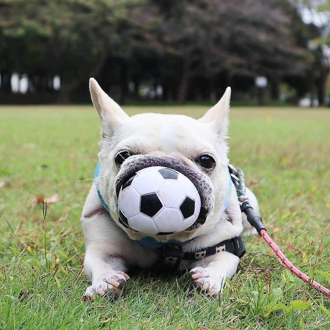 Regeneratti&Oliveira Kennelさんのインスタグラム写真 - (Regeneratti&Oliveira KennelInstagram)「It's mine... 😝 @asuka.n0620 . . . . . . #funny_frenchie #frenchie #frenchies #frenchiemom #frenchiepuppy #frenchiesofinstagram #frenchbulldog #frenchbulldogs #frenchbulldogpuppy #frenchbulldogsofinstagram #frenchy #fralla #fransebulldog #franskbulldog #französischebulldogge #flatnosedogsociety #bulldogfrances #bouledogue #bouledoguefrancais #batpig #buhi #frogdog #squishyface #squishyfacecrew #redfawn #フレンチブルドッグ #フレンチブルドッグ #フレブル #ワンコ」6月27日 6時02分 - jmarcoz