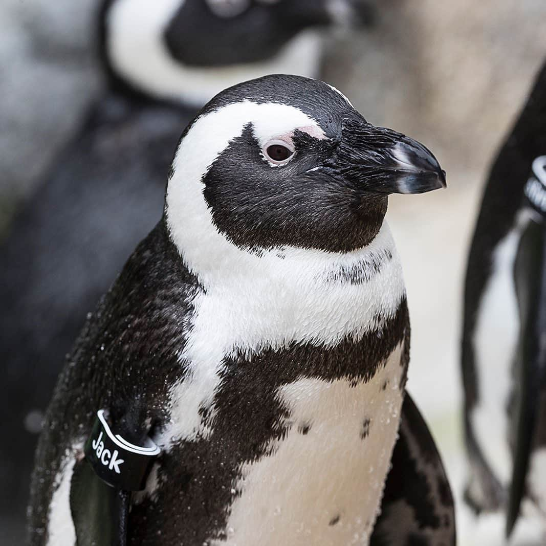 San Diego Zooさんのインスタグラム写真 - (San Diego ZooInstagram)「🐧 Penguin Progress Report: June 2019 🐧  Brecken is 𝙊𝙐𝙏𝙎𝙏𝘼𝙉𝘿𝙄𝙉𝙂. For starters, check out that post-molt glow! Brecken is also very loyal to her mate Chaz and perfectly polite during feedings.  Jack 𝙉𝙀𝙀𝘿𝙎 𝙄𝙈𝙋𝙍𝙊𝙑𝙀𝙈𝙀𝙉𝙏. He's gained some courage, but has grown competitive over territory with DG and his sought after lady, Lori. Jack's been so persistent, he basically took over DG's home. Worst of all, he's insisting that Lori leave DG and waddle away with him.  #penguinprogressreport #penguinbeach #sandiegozoo」6月27日 6時02分 - sandiegozoo